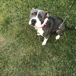 Meet your Posher, Joe